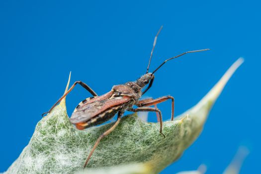 bug hunting