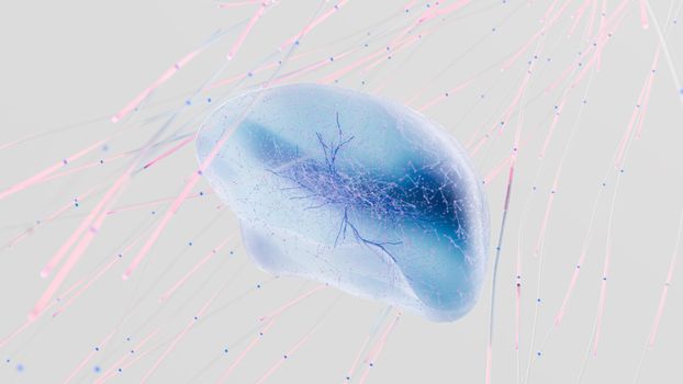 neural pathways